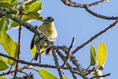 Yellow-fronted Tinkerbird [Pogoniulus chrysoconus extoni]