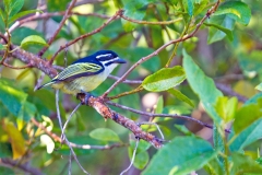Yellow-rumped Tinkerbird [Pogoniulus bilineatus mfumbiri]