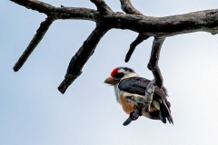 Black-backed Barbet [Pogonornis minor macclounii]