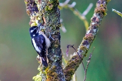 Hairy Woodpecker [Leuconotopicus villosus extimus]