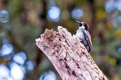Acorn Woodpecker [Melanerpes formicivorus striatipectus]