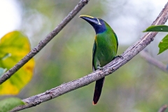 Blue-throated Toucanet [Aulacorhynchus caeruleogularis caeruleogularis]