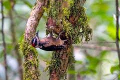 Hairy Woodpecker [Leuconotopicus villosus extimus]