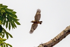 Red-crowned Woodpecker [Melanerpes rubricapillus]