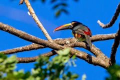 Fiery-billed Aracari [Pteroglossus frantzii]
