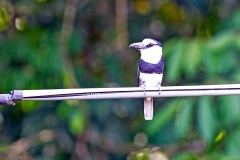 White-necked Puffbird [Notharchus hyperrhynchus hyperrhynchus]