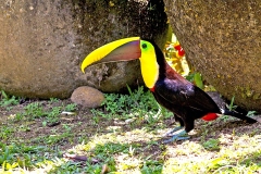 Yellow-throated Toucan [Ramphastos ambiguus swainsonii]