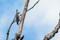 Red-crowned Woodpecker [Melanerpes rubricapillus]