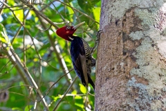 Pale-billed Woodpecker [Campephilus guatemalensis guatemalensis]