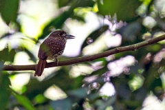 White-whiskered Puffbird [Malacoptila panamensis panamensis]