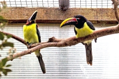 Green Aracari [Pteroglossus viridis]