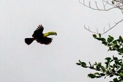 Keel-billed Toucan [Ramphastos sulfuratus brevicarinatus]