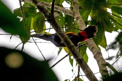 Yellow-eared Toucanet [Selenidera spectabilis]
