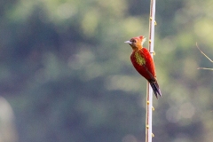 Banded Woodpecker [Chrysophlegma miniaceum malaccense]