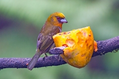 Prong-billed Barbet [Semnornis frantzii]