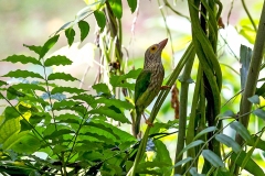 Lineated Barbet [Psilopogon lineatus hodgsoni]