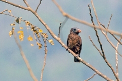 Naked-faced Barbet [Gymnobucco calvus calvus]