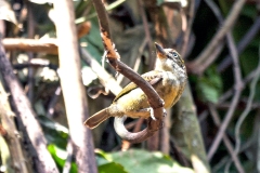 Speckled Tinkerbird [Pogoniulus scolopaceus scolopaceus]