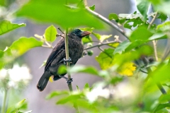 Naked-faced Barbet [Gymnobucco calvus calvus]