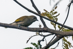 Cassin's Honeybird [Prodotiscus insignis flavodorsalis]