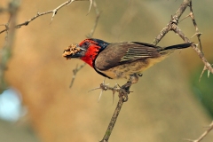 Black-collared Barbet [Lybius torquatus torquatus]