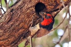 Black-collared Barbet [Lybius torquatus torquatus]