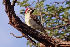 Bennett's Woodpecker [Campethera bennettii bennettii]