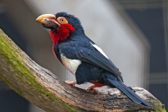 Bearded Barbet [Pogonornis dubius]