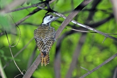 Cardinal Woodpecker [Dendropicos fuscescens intermedius]