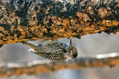 Cardinal Woodpecker [Dendropicos fuscescens loandae]