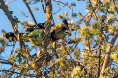 Crested Barbet [Trachyphonus vaillantii vaillantii]