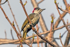 Golden-tailed Woodpecker [Campethera abingoni suahelica]
