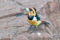 Crested Barbet [Trachyphonus vaillantii vaillantii]