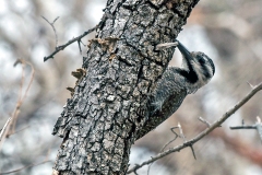 Bearded Woodpecker [Chloropicus namaquus coalescens]