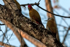 Olive Woodpecker [Dendropicos griseocephalus griseocephalus]