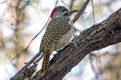 Golden-tailed Woodpecker [Campethera abingoni suahelica]