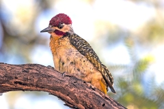 Bennett's Woodpecker [Campethera bennettii bennettii]