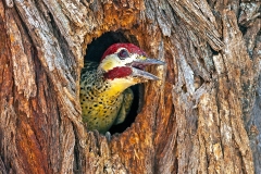 Bennett's Woodpecker [Campethera bennettii bennettii]