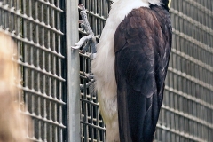 White Woodpecker [Melanerpes candidus]
