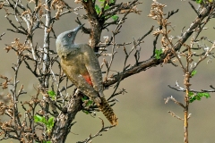 Ground Woodpecker [Geocolaptes olivaceus]