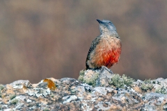 Ground Woodpecker [Geocolaptes olivaceus]