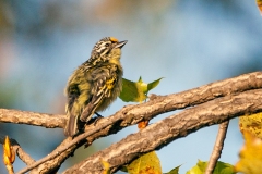 Yellow-fronted Tinkerbird [Pogoniulus chrysoconus extoni]