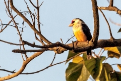 Black-backed Barbet [Pogonornis minor macclounii]