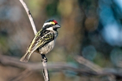 Acacia Pied Barbet [Tricholaema leucomelas centralis]