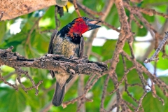 Black-collared Barbet [Lybius torquatus torquatus]