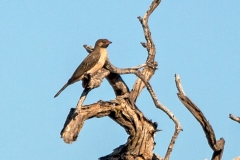 Greater Honeyguide [Indicator indicator]