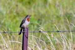 Red-throated Wryneck [Jynx ruficollis ruficollis]