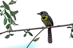 D'Arnaud's Barbet [Trachyphonus darnaudii darnaudii]