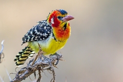 Red-and-yellow Barbet [Trachyphonus erythrocephalus erythrocephalus]