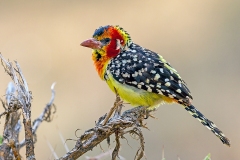 Red-and-yellow Barbet [Trachyphonus erythrocephalus erythrocephalus]